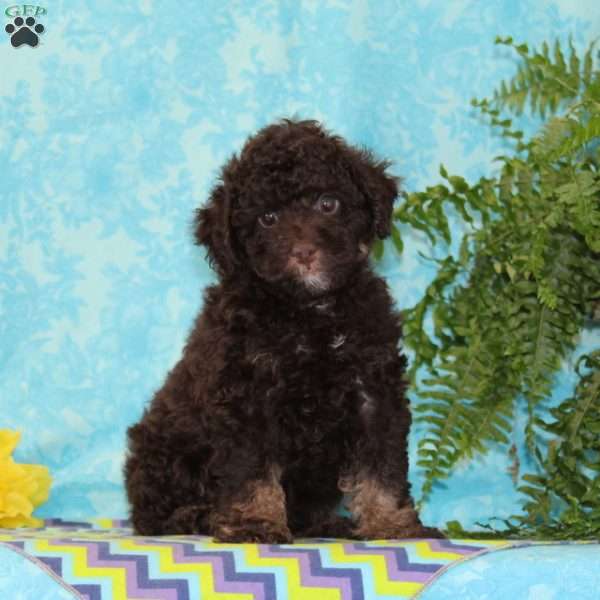 Chocolate, Toy Poodle Puppy